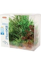 Rostliny akvarijní JALAYA 2