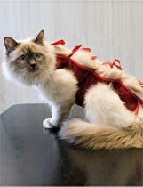 Ochranná košilka "LENKA" kočka velikost